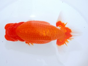 第123回観魚会品評大会 東大関　夢道　青木浩一　浅草