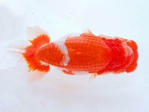 第123回観魚会品評大会 西大関　臥龍桜　丸山克昌　埼玉