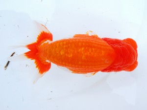 第123回観魚会品評大会 立行司　登爐師　加藤弘志　岡山