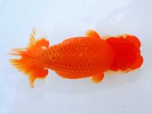 第123回観魚会品評大会 取締一　大一、大万、大吉　齋藤一成　豊島