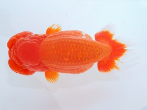 第123回観魚会品評大会 取締二　花見川　大久保義彰　千葉