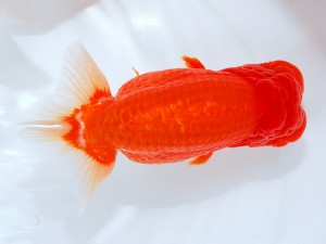 日本らんちう協会　第123回観魚会品評大会 東大関　毘心観　齋藤一成　豊島