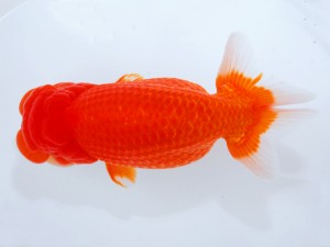 第123回観魚会品評大会 西大関　安房誉　大渕　功　木更津