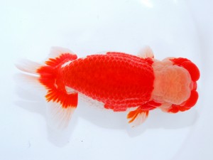 第123回観魚会品評大会 立行司　紀　柿沼佐吉　前橋