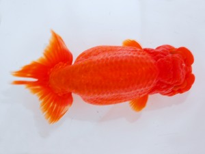 第123回観魚会品評大会 取締一　龍王　柏野正彦　岡山