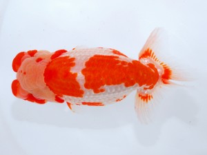 第123回観魚会品評大会 取締二　瑞光　坂場克身　茨城