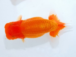 第123回観魚会品評大会 東大関　矢月　矢ケ崎伸司　堀切