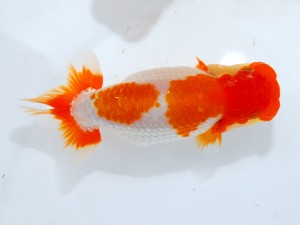 第123回観魚会品評大会 西大関　花園　大久保義彰　千葉