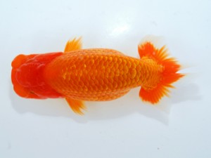 第123回観魚会品評大会 立行司　登爐師　齋藤一成　豊島