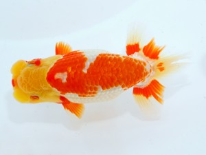 第123回観魚会品評大会 取締二　蒼星二　高尾昌幸　岡山