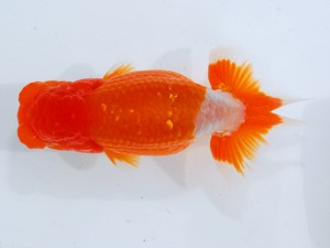 第123回観魚会品評大会 東大関　赤慶王　稲村俊明　千代田区