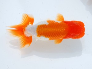 第123回観魚会品評大会 西大関　帝　安中　浩　松戸