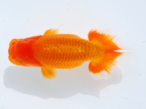 第123回観魚会品評大会 立行司　水府　佐藤良純　水戸