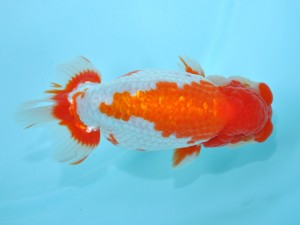 第12回喜楽らんちゅう会品評大会　東大関　星野亮一　足立