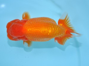 第12回喜楽らんちゅう会品評大会　西大関　登嶋秀法　足立