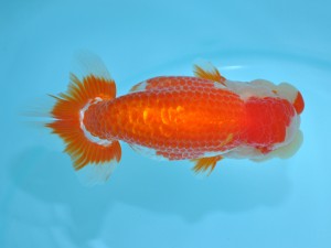 第12回喜楽らんちゅう会品評大会　立行司　高橋雅徳　越谷