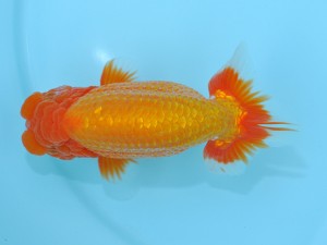 第12回喜楽らんちゅう会品評大会　取締一　渡辺　裕　野田市