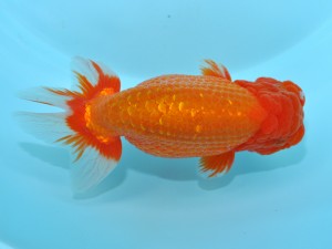 第12回喜楽らんちゅう会品評大会　東大関　星野亮一　足立