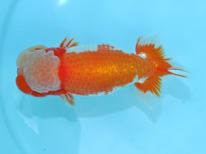 第12回喜楽らんちゅう会品評大会　西大関　星野亮一　足立