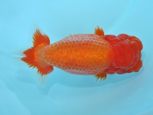 第12回喜楽らんちゅう会品評大会　取締二　清水　健　さいたま市