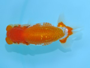 第12回喜楽らんちゅう会品評大会　東大関　登嶋秀法　足立