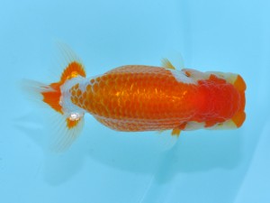 第12回喜楽らんちゅう会品評大会　立行司　登嶋秀法　足立