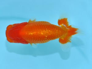 第12回喜楽らんちゅう会品評大会　取締二　嶋田敏明　杉並