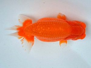 日本らんちう協会　第65回愛魚会品評大会 東大関　八坂幸二　日出