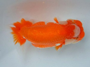 日本らんちう協会　第65回愛魚会品評大会 西大関　宮本一幸　中津