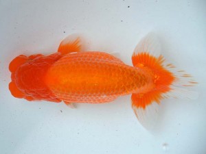 日本らんちう協会　第65回愛魚会品評大会 立行司　波呂茂樹　福岡