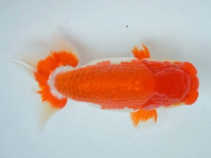 日本らんちう協会　第第65回愛魚会品評大会 取締一　後藤芳英　大分