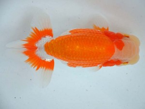 日本らんちう協会　第65回愛魚会品評大会 取締二　伊豆英二　福岡