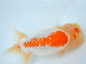 日本らんちう協会　第65回愛魚会品評大会 東大関　辻　正博　佐賀B