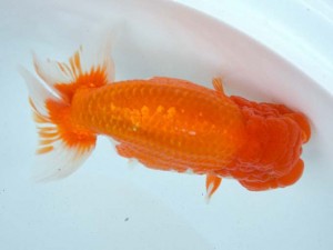 日本らんちう協会　第第65回愛魚会品評大会 立行司　古江輝美　佐賀B