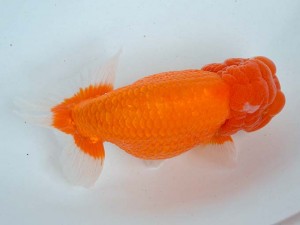 日本らんちう協会　第65回愛魚会品評大会 取締一　井上松雄　臼杵