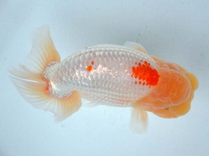 日本らんちう協会　第65回愛魚会品評大会 取締二　小林剛士　佐賀B