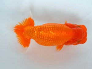 日本らんちう協会　第65回愛魚会品評大会 東大関　先崎　誠　宮崎