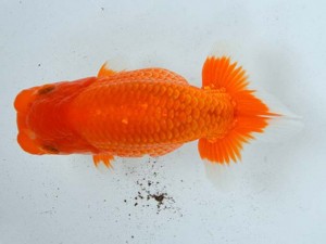 日本らんちう協会　第65回愛魚会品評大会 西大関　柿本　泰　西日本