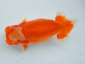 日本らんちう協会　第65回愛魚会品評大会 立行司　小川和人　安岐