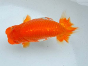 日本らんちう協会　第65回愛魚会品評大会 取締一　濱村幸輝　西日本