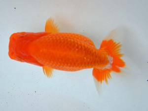 日本らんちう協会　第65回愛魚会品評大会 取締二　有働敏男　延岡