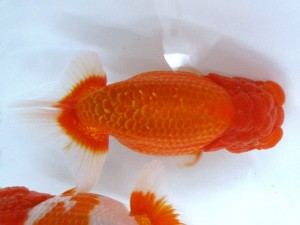 第21回観栄らんちう会品評大会 東大関　松村哲夫　高知