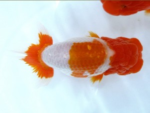 第21回観栄らんちう会品評大会 西大関　松村哲夫　高知