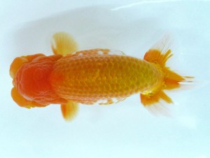 第21回観栄らんちう会品評大会 立行司　鷹岡みどり　松山