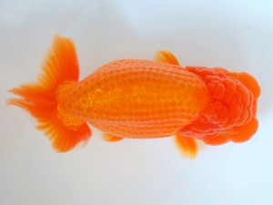 第21回観栄らんちう会品評大会 立行司 奥寺敏明 第21回観栄らんちう会品評大会 立行司 奥寺敏明