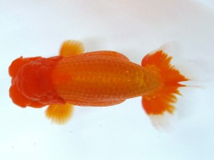 第21回観栄らんちう会品評大会 取締一　仙波睦美　松山