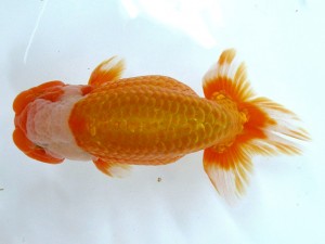 第21回観栄らんちう会品評大会 取締二　安田裕喜　松山