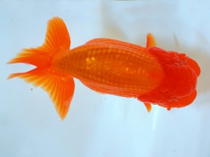 第21回観栄らんちう会品評大会 取締二 田中孝俊 第21回観栄らんちう会品評大会 取締二 田中孝俊