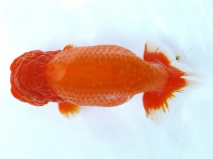 第21回観栄らんちう会品評大会 東大関　増田正治　松山