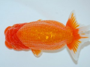 第21回観栄らんちう会品評大会 東大関 奥寺敏明 第21回観栄らんちう会品評大会 東大関 奥寺敏明